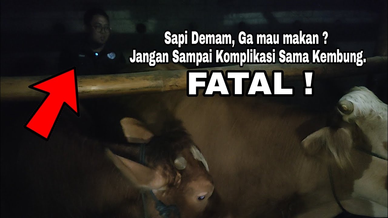 SAPI DEMAM + KEMBUNG = FATAL / Kunjungan Pasien Malam Hari