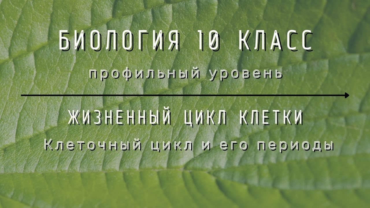 Биология 10 кл Проф уровень $25 Клеточный цикл и его периоды - YouTube