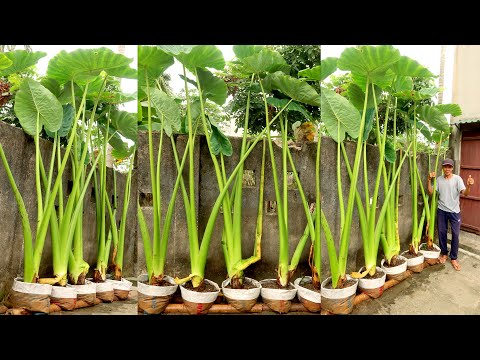 Video: Colocasia gigantea'yı nasıl yetiştirirsiniz?