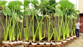 Growing Super Giant Alocasia Odora at Home, Easy for Beginners | TEO Garden