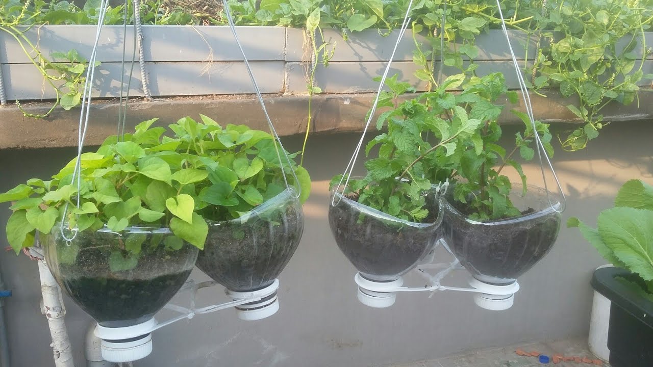 Trồng Rau thơm các loại treo giàn , làm từ bình 5lít cắt ra   | Khoa Hien 290