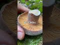 こんなキノコ見たことない