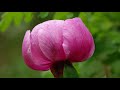 Peona  paeonia broteri  la flor rosa perfecta para el da de la madre