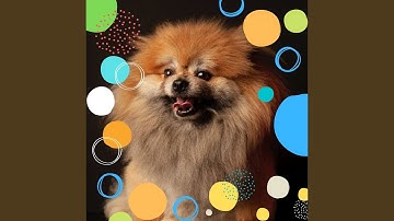 Pulsating Backdrops for Sweet Doggy
