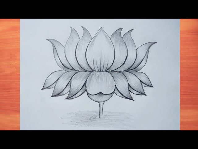 Realistic Lotus Drawing PNG Transparent Images Free Download | Vector Files  | Pngtree