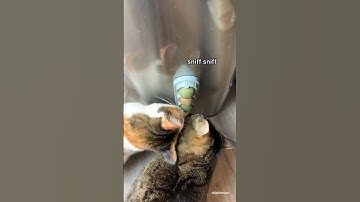 Chip tries the FAMOUS #tiktokmademebuyit Catnip Balls!