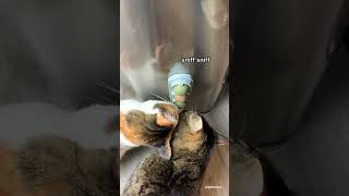 Chip Tries The Famous Catnip Balls