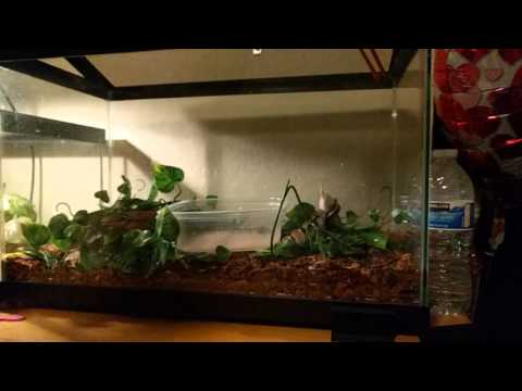 Ball Python feeding @ 240fps with Nexus 6P