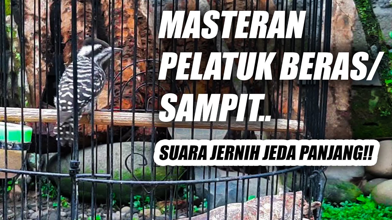 TERBAIK!! MASTERAN PELATUK SAMPIT JERNIH JEDA NEMBAK PANJANG - SUARA PELATUK BERAS GACOR PANJANG