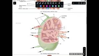 AP2 Lab 5: Lymphatic System