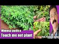 Touch me not plant - Mimosa pudica (why plant close their leaves ?) By prof. Prakash Surve