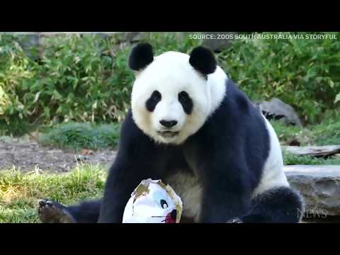 Two giant pandas enjoy some early Easter treats
