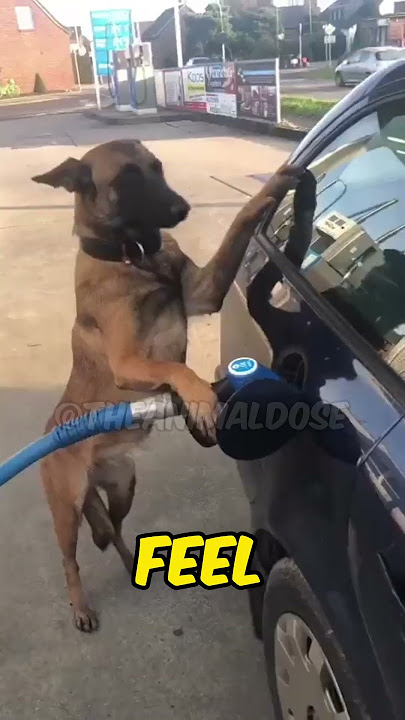 What Animal Is This?😱| DDOA #2 | #shorts #pets #animals
