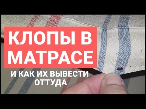 Вопрос: Когда уснут клопы, которые живут на деревьях?