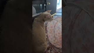 Hula the Oriental Shorthair cat 🐈 by Anth 220 views 9 months ago 1 minute, 27 seconds