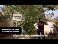 שנת שמיטה