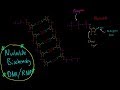 Nucleic acids introduction to mcat biomolecules