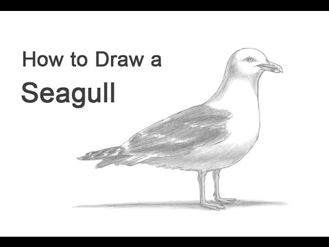 How to Draw a Seagull - YouTube