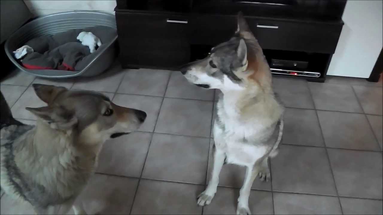 Hurlement En Meute A La Maison Elevage Des Loups D Akairo Youtube