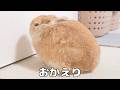 今日から仕事が始まり帰宅したら壁に向かって拗ねているウサギがいました【No.1964】