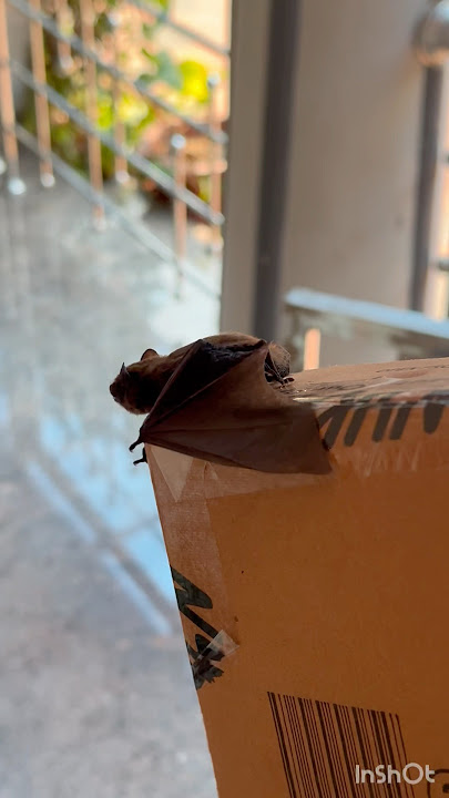 Ningal ethine ethra aduth kanditundo?