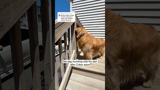 My Golden Retriever Couldn’t Handle Dad Coming Home 🥹