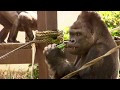 シャバーニ家族の日々75 Shabani gorilla family