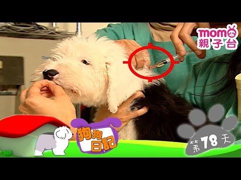 【我不怕打針】狗狗日記：誕生第78天 │ momo親子台【官方HD完整版】 - 【我不怕打針】狗狗日記：誕生第78天 │ momo親子台【官方HD完整版】