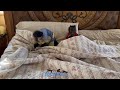 We have 3 Monkeys Ready to start the day! Good day to all!