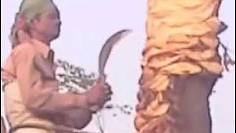 How to make juice from date palm tree. Part 1 - Knowledge World