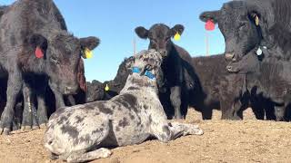 Weaning and Dog Breaking Calves 2022