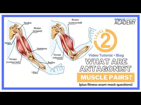 What Are Antagonist Muscle Pairs?