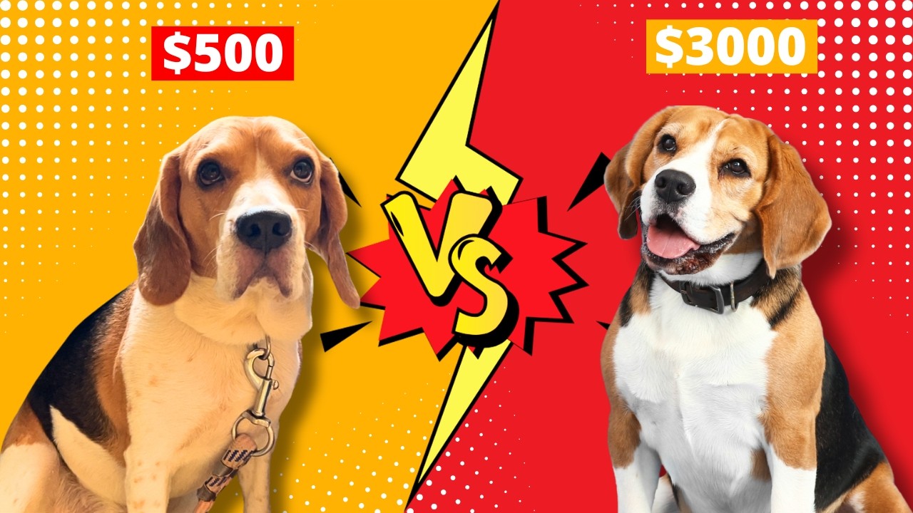 How My $3000 Beagle Is Different From My $600 Beagle