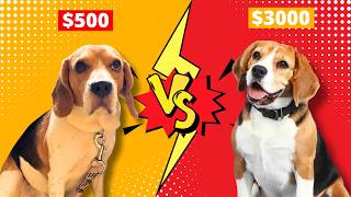How My $3000 Beagle Is Different From My $600 Beagle