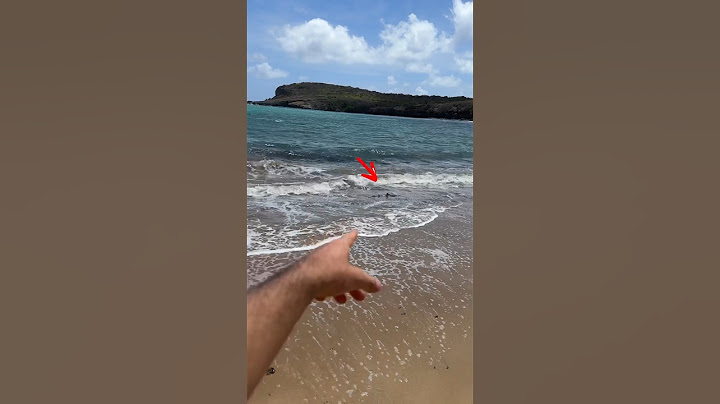 QUEM ACHAR UM TUBARÃO PRIMEIRO, VENCE! 🦈