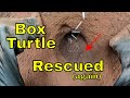 Turtle Rescued Again From Sinkhole! Tunnel Collapse