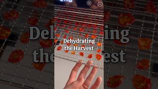 I can taste the sun already 🍝🍅 #dehydrator #garden #foodpreservation