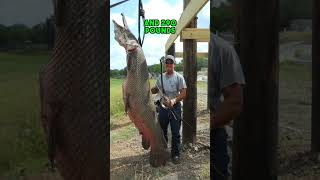 BIGGEST Freshwater Fish EVER Caught! #Shorts #Fishing