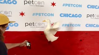 I took my duck to PetCon