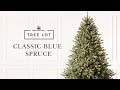 Classic Blue Spruce | Tree Lot