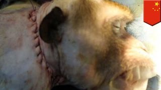 Head transplant successfully performed on monkey, says neurosurgeon Sergio Canavero - TomoNews