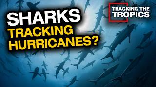 Can sharks help research hurricanes? | Tracking the Tropics