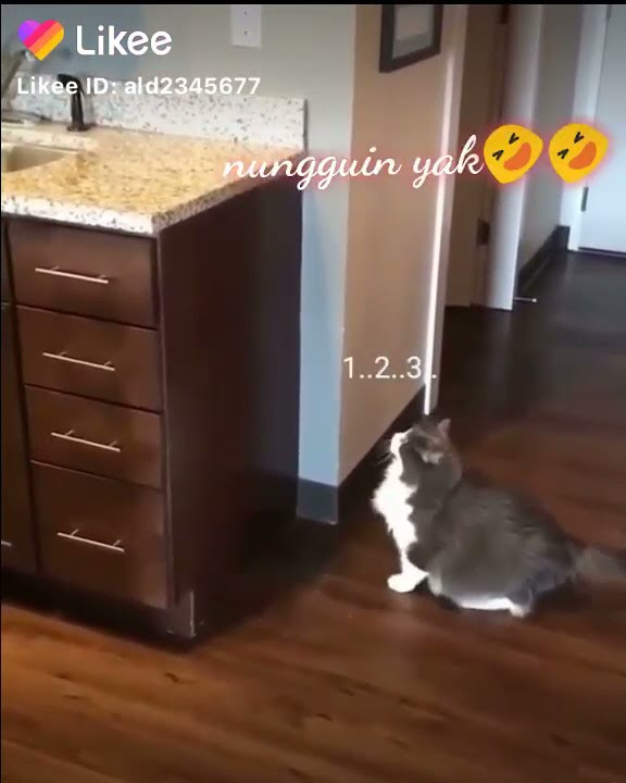 Nungguin yah lucu banget sih bikin ngakak