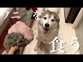 ワニの肉が嬉しすぎて顔を強打してしまったシベリアンハスキー