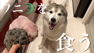 Siberian Husky got over excited over a crocodile meat and slammed his face