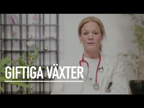 Video: Varning: Giftiga Växter