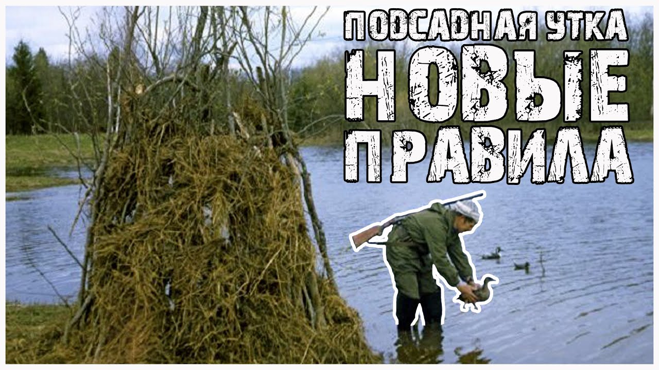 Охота с подсадной  Новые правила охоты