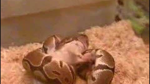 Ball python feeding Oct 27 2007 Part 2