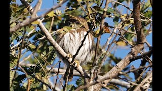 Owls, Orioles & Lots of Vireos-Birding The Rivera Maya, Part 4 by Mark & Sandra Dennis 104 views 2 months ago 9 minutes, 3 seconds