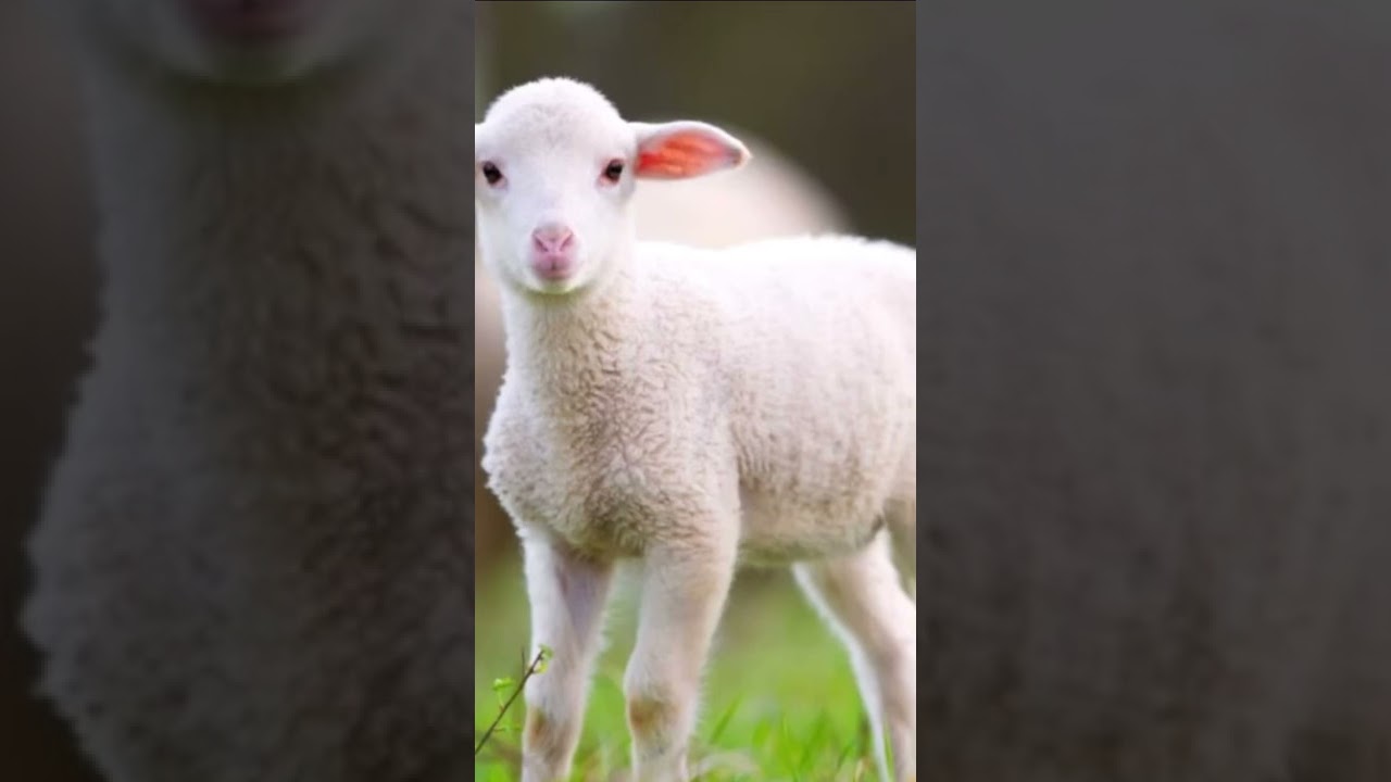 This Is Your Animal If Your Born In April YouTube This Is Your Animal If Your Born In April YouTube